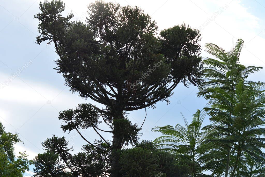 Araucaria. Araucaria tree, symbol of the state of Paran, view from below with sky and clouds, Brazil, South America, typical tree of the state of Paran, Brazil
