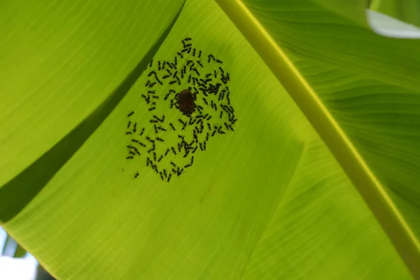 Φύλλα Μπανάνας Μέλισσα Κυψέλη Σχηματισμό Στο Εσωτερικό Μικρές Μέλισσες Αγροτουριστικό — Φωτογραφία Αρχείου