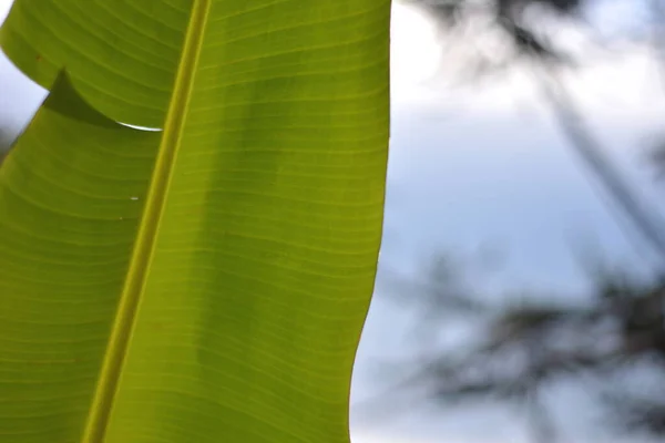 Bananenblatt Stylisches Zoom Foto Mit Blattadern Auf Einer Ökotourismus Ranch — Stockfoto