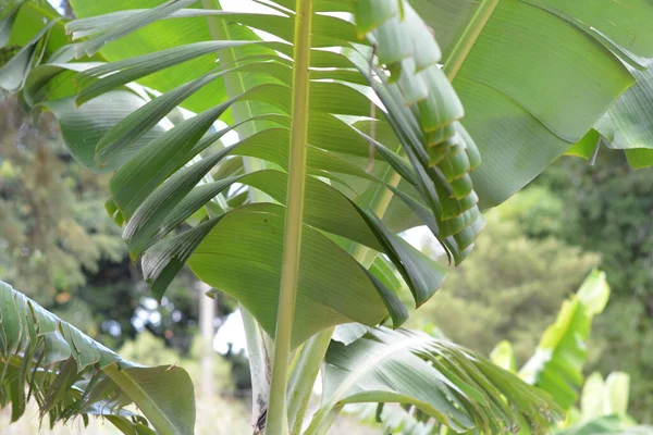 Folha Palmeira Jardim Mostrando Detalhes Estrutura Projeto Paisagístico Textura Ninguém — Fotografia de Stock