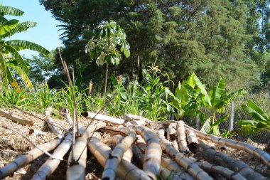 Arka planda güneş ışığı olan bambu manzarası, ekolojik konsept, Brezilya, Güney Amerika, Brezilya, Güney Amerika 'daki eko-turizm çiftliği, seçici odaklanma