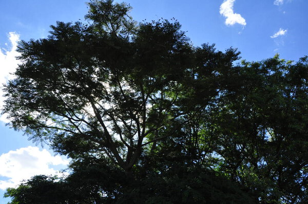 Великое Дерево. Фото на верхушке дерева, фото снизу на ферме по экотуризму в Бразилии, Южная Америка