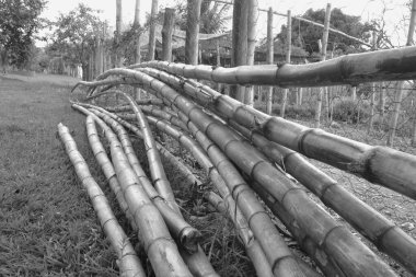 Geleneksel bambu çitleri. Turist parkında güzel eğimli bambu çitler, Brezilya, Güney Amerika, panoramik b & w fotoğraf