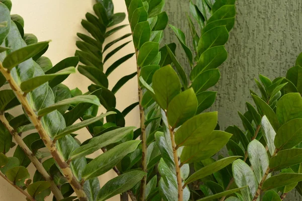 Plant Zamioculca Plant Abstract Style Photo Green White Background Masonry — Stock Fotó
