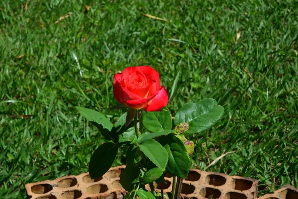 Red rose planted in home garden, flowerbed on grassy floor, Brazil, South America, zoo photo, top-down view, zoom