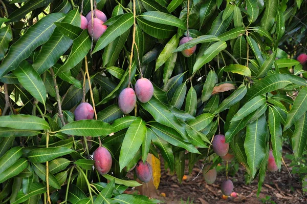Baum Mit Mango Tropischen Früchten Aus Brasilien Auf Einem Baum — Stockfoto