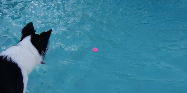 Border Collie dog looking at pink ball in pool, afraid to jump into water, Brazil, South America , panoramic photo, copy space