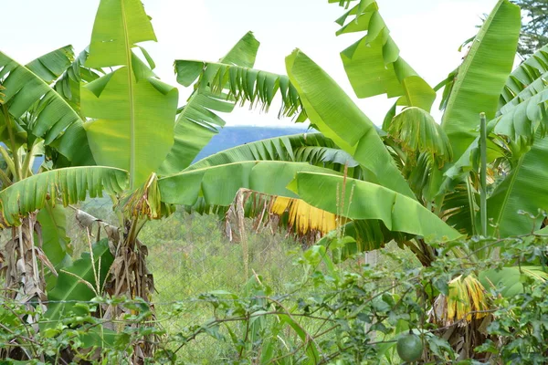 Banana trees. Plantation in panoramic photo in agriculture farm in Brazil, South America with passion fruit plantation in the foreground