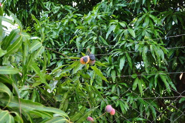Mango Tropical Fruit Brazil Foreground Ripe Rotten Fruit Hanging Barbed — Stockfoto