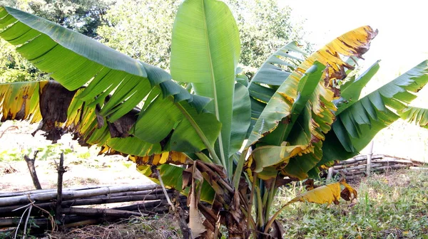 Μπανάνα Δέντρο Μπανάνα Δέντρο Προβολή Ζουμ Βραζιλία Νότια Αμερική Επιλεκτική — Φωτογραφία Αρχείου