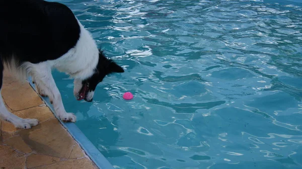 Border Collie Dog Trying Catch Pink Ball Pool Afraid Jump — 图库照片