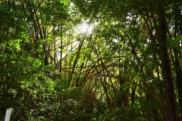 Dense forest with native bush and bamboo with sunbeams in the background, Brazil, South America , abstract style photo