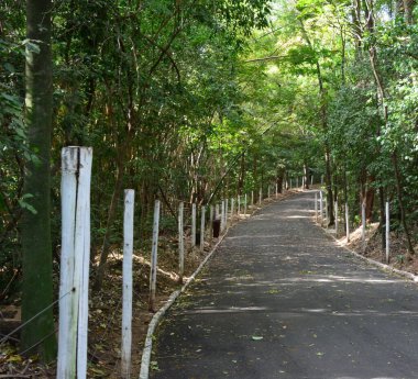Yazın yeşil ormanda asfalt kaldırım yolu olan bir boğaz.
