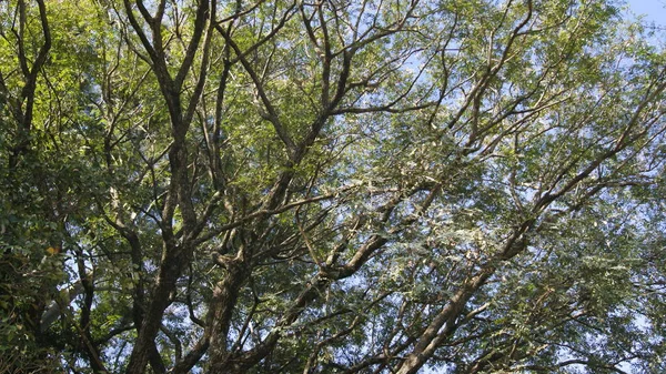 Leafy Tree Green Trunks Branches Brazil South America Cloudless Blue — Fotografia de Stock