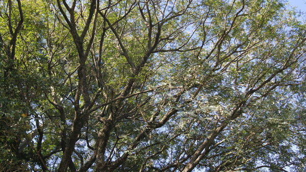 Leafy tree with green trunks and branches, Brazil, South America, cloudless blue sky background