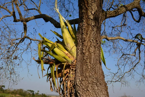 Phytoparasitism Parasitic Plant Name Aechmea Bromeliifolia Nature Brazil Parasitic Plant — Stockfoto