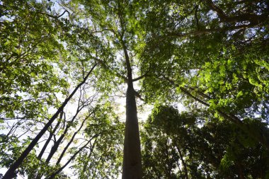 Green nature. Trees with branches and trunks. Blue sky. Wide angle lens. Brazil, South America. Bottom-up view, Brazilian nature. Abstract style or scene background