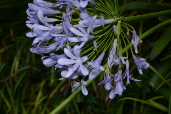 Primo Piano Bellissimo Fiore Viola Fiorito Con Ape Impegnata Centro — Foto Stock