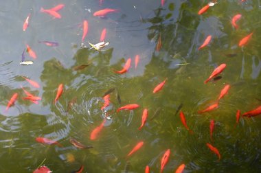GuYi 'yi keşfetmek Nanxiang' da klasik bir Çin bahçesidir.