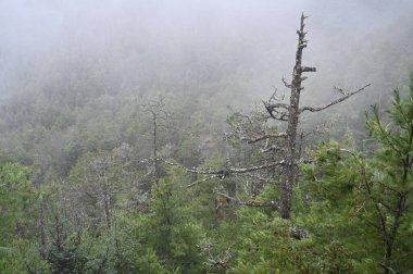 The lush and interesting vegetation of the forest in the mountains around Lijiang in Yunnan province of China