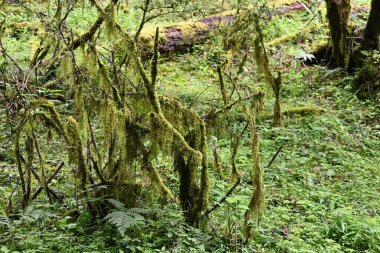 Moss and lichen growing on all sort of surfaces - showing the rich colors of this often overlooked nature element - from the lush gardens and forest around Lijiang in Yunnan province of China