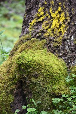 Moss and lichen growing on all sort of surfaces - showing the rich colors of this often overlooked nature element - from the lush gardens and forest around Lijiang in Yunnan province of China