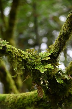 The lush and interesting vegetation of the forest in the mountains around Lijiang in Yunnan province of China