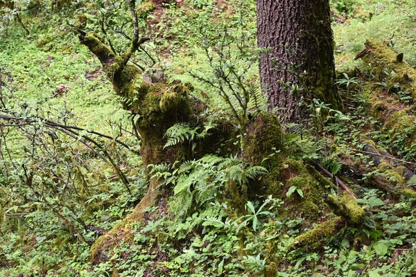 Moss Lichen Growing All Sort Surfaces Showing Rich Colors Often — Stockfoto