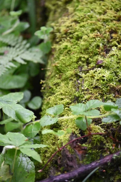 Moss Lichen Growing All Sort Surfaces Showing Rich Colors Often — Fotografia de Stock