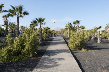 Volcanic garden with a pathway surrounded by cactus, palm trees with black soil in Lanzarote, Canary Islands in Spain