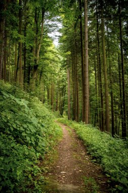 Hesse ve Baden-Wuerttemberg 'deki Odenwald' da alçak bir dağ sırasındaki küçük orman yolu.