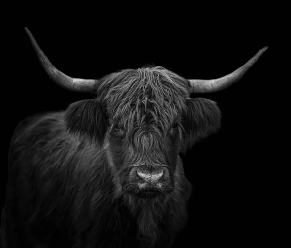 Black White Portrait Scottish Highland Cattle Dramatic Lighting Black Background — Stock Photo, Image