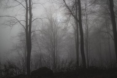 Alman ormanlarında kış mevsiminde soğuk sabah sisi. Çıplak yapraklı ağaçlarla gizemli, tehditkar ışık atmosferi