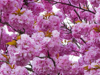 Çiçek açan Japon kiraz ağacı (Prunus serrulata) ilkbaharda tam çiçeklenme ihtişamıyla meyve oluşturmaz.