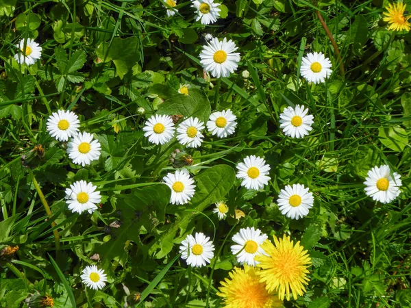 Çiçekli papatyalar (Bellis perennis) ve karahindiba (Taraxacum officinale) ile bir bahar çayırının üzerinden görünüm)