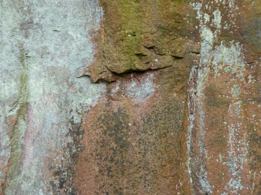 Yosun, kertenkele ve kayalardaki çatlaklarla yıpranmış kumtaşı kayalarını kapatın.