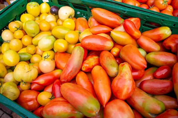 Variedad Tomates Mercado Regional Estacional Otoño Con Productos Locales Alemania — Foto de Stock