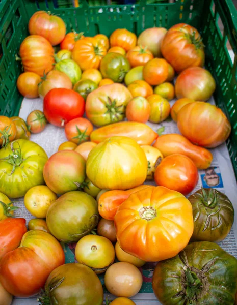 Odrůda Rajčat Podzimním Regionálním Trhu Místními Produkty Německu Zvaná Herbstmarkt — Stock fotografie