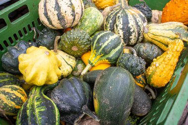 Sonbaharda, Almanya 'da yerel ürünler olan ve 