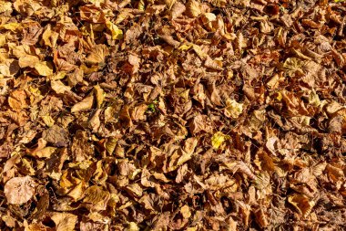 Sonbahar yaprakları. Düşmüş yaprak yığını. Arkaplan deseni