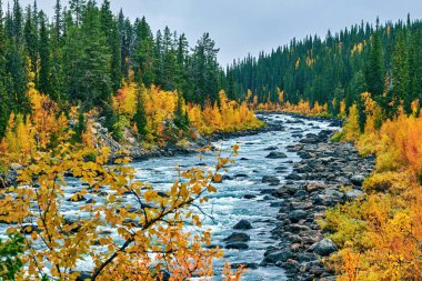 İsveç 'in kuzeyinde sonbahar renkli ormanlardan akan akarsu..