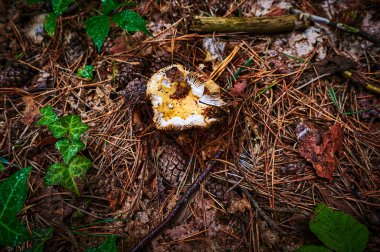 Sonbahar toprağında yetişen bir mantara bakın..