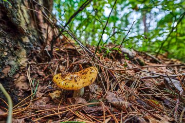 Sonbahar toprağında yetişen bir mantara bakın..