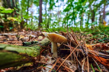 Sonbahar toprağında yetişen bir mantara bakın..