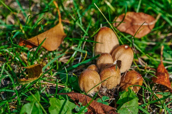 Grzyb Który Rośnie Łące Jesienią Słońcu — Zdjęcie stockowe