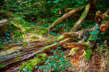 Bir Alman ormanında yosun ile sonbahar izlenimleri.
