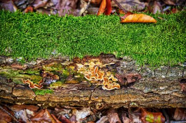 Bir Alman ormanında yosun ile sonbahar izlenimleri.
