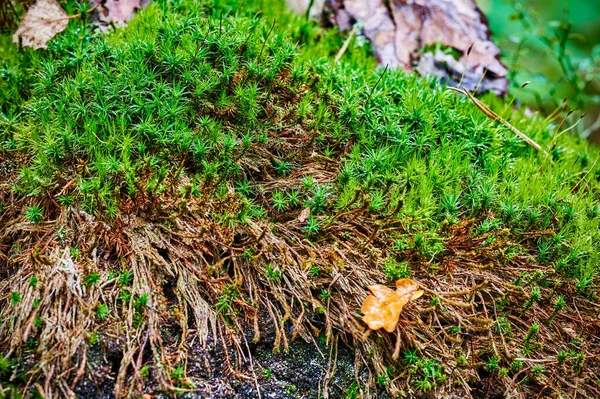 Bir Alman Ormanında Yosun Ile Sonbahar Izlenimleri — Stok fotoğraf