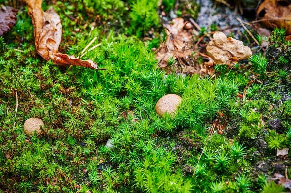 Impressions Automne Avec Mousse Dans Une Forêt Allemande — Photo