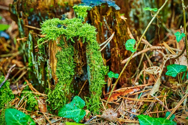 Impressions Automne Avec Mousse Dans Une Forêt Allemande — Photo